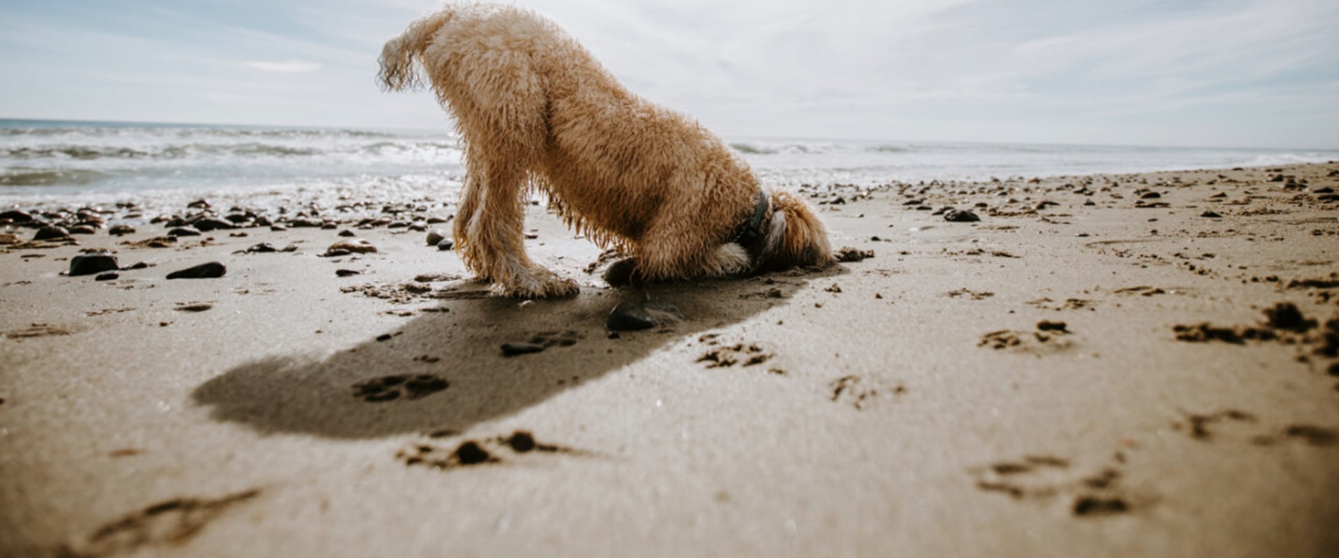 Dog-Friendly Beaches in Northwest Florida: A Guide for Pet Owners