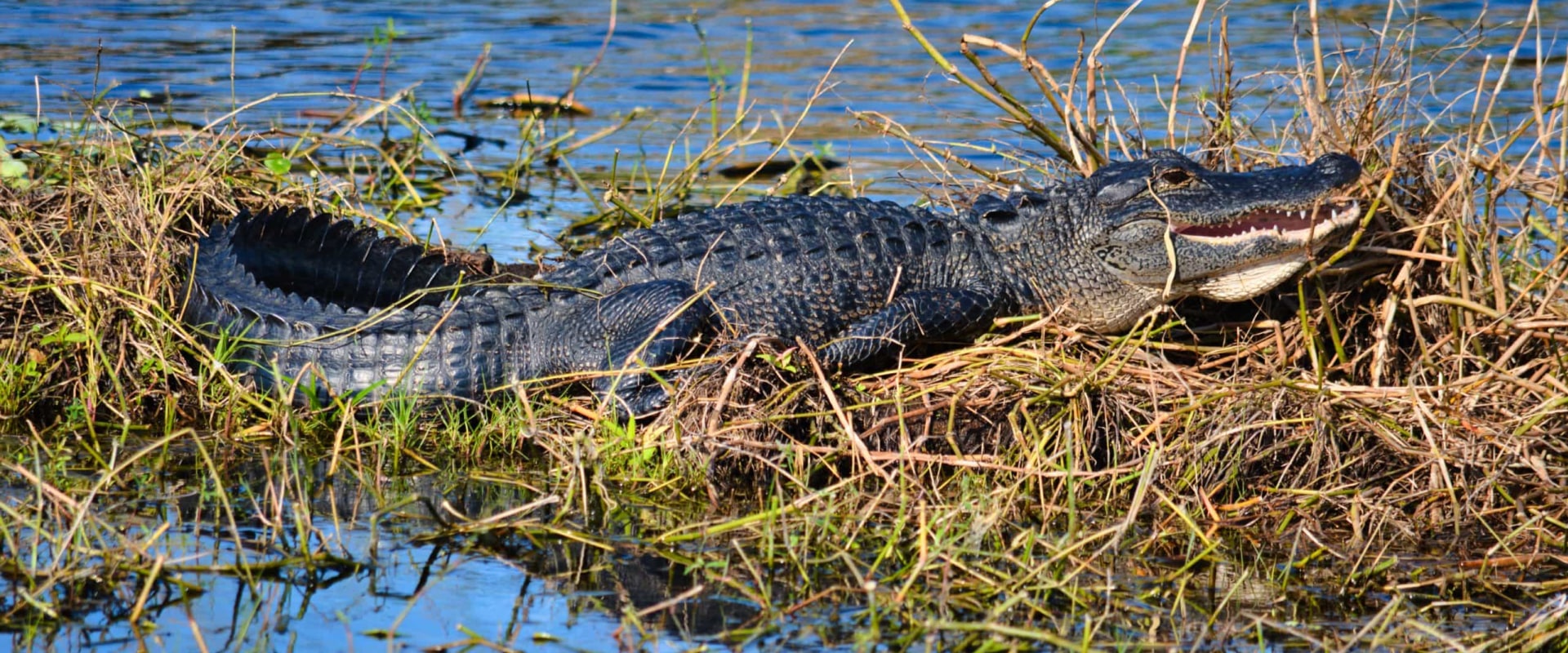 Discovering the Wildlife of Northwest Florida Beaches