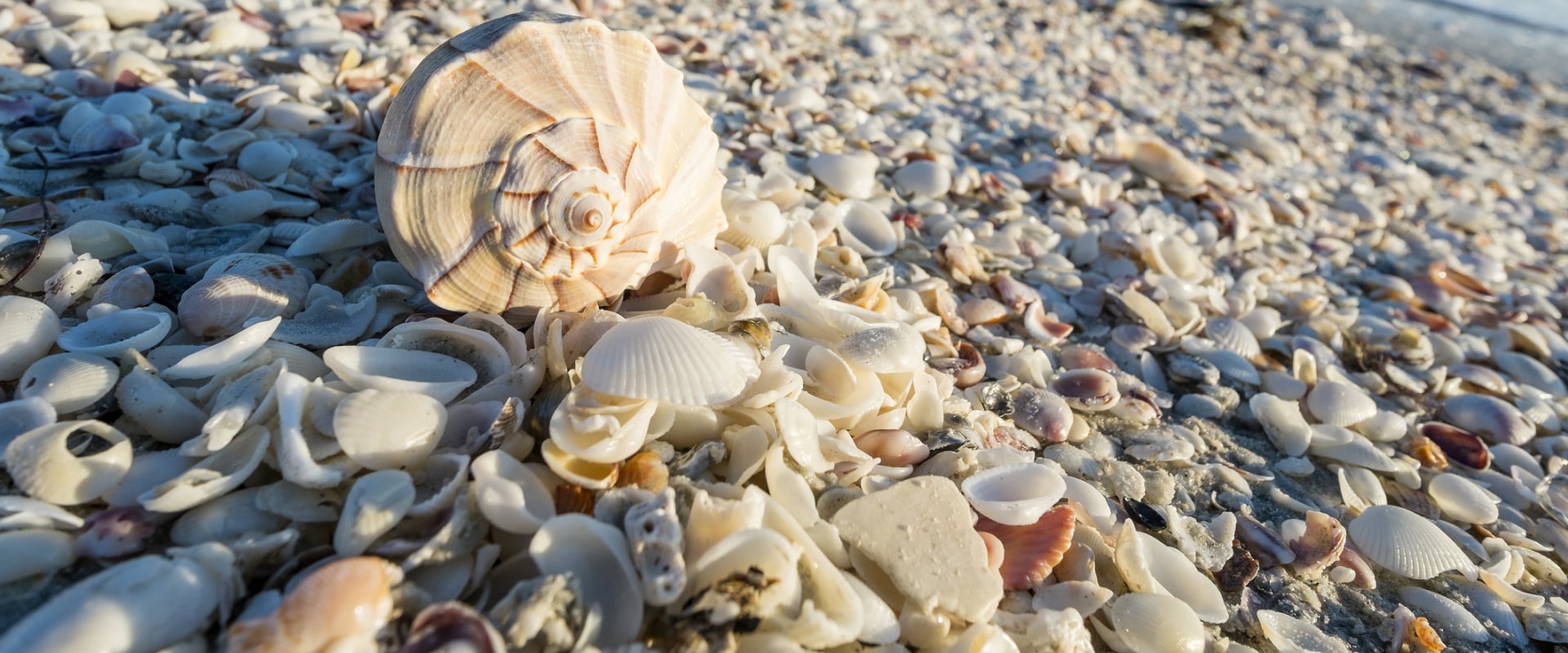 The Best Beaches in Florida for Shelling