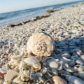 The Best Beaches in Florida for Shelling