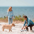 Dog-Friendly Beaches in Florida: Where to Take Your Furry Friend