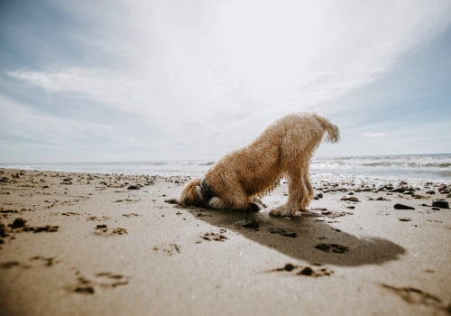 Dog-Friendly Beaches in Northwest Florida: A Guide for Pet Owners