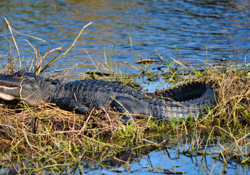 Discovering the Wildlife of Northwest Florida Beaches