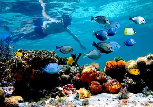 Exploring the Best Snorkeling Spots in Northwest Florida