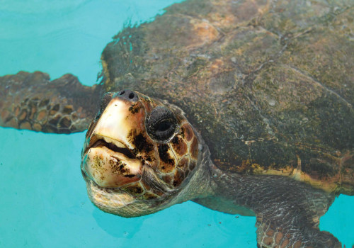 Exploring the Wonders of Marine Life in Northwest Florida Beaches