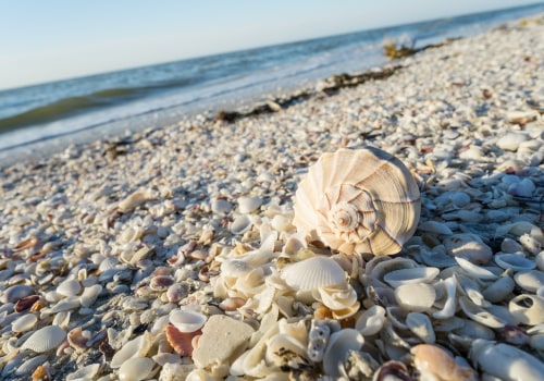 The Best Beaches in Florida for Shelling