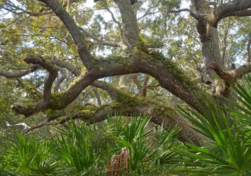 Exploring the Flora of Northwest Florida Beaches